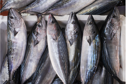 Seafood selling at the fish market, a Food & Drink Photo by Koldunov