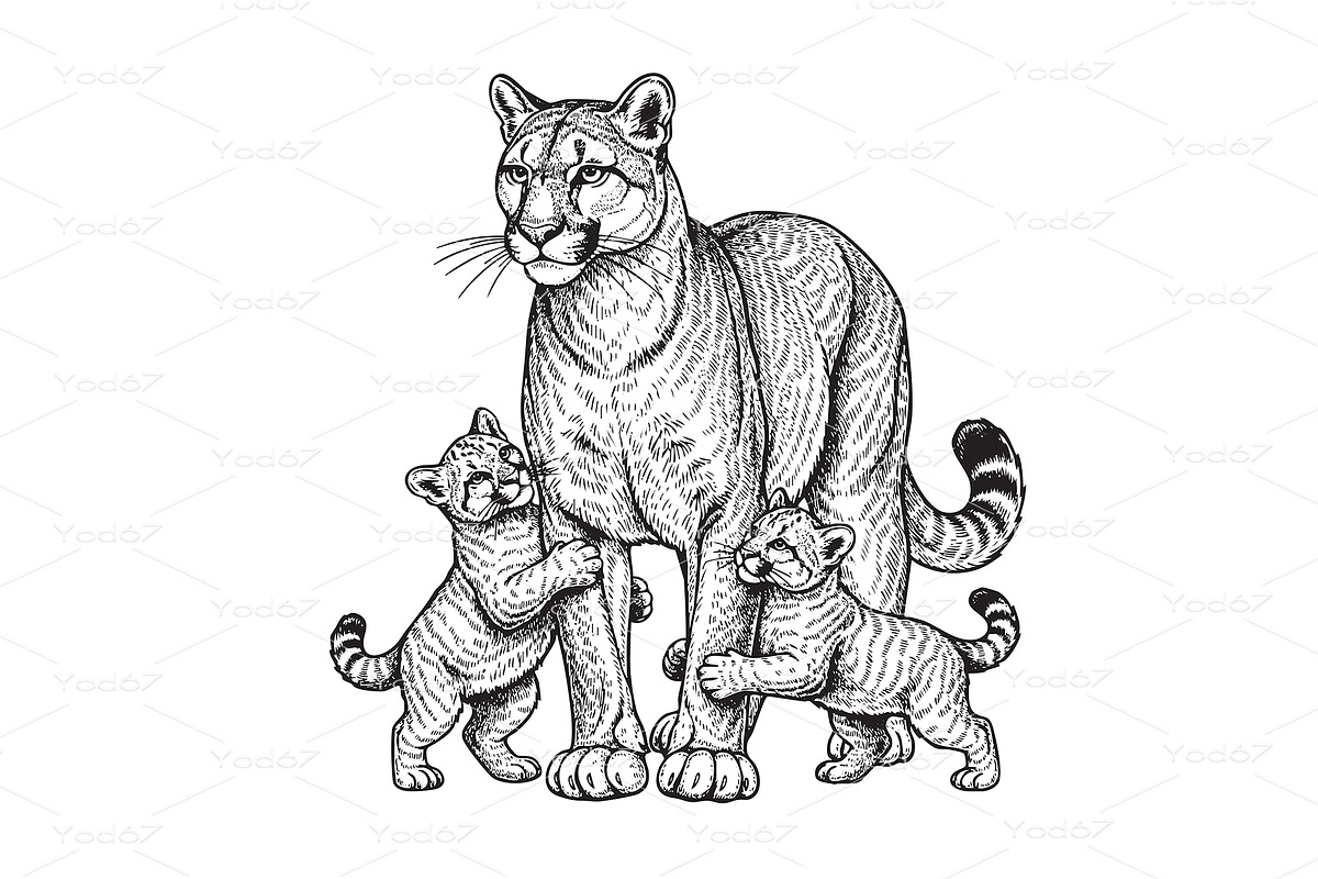 Vector of cougar or mountain lion, an Animal Illustration by yod67