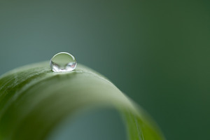 Waterdrop featuring water, closeup, and close-up