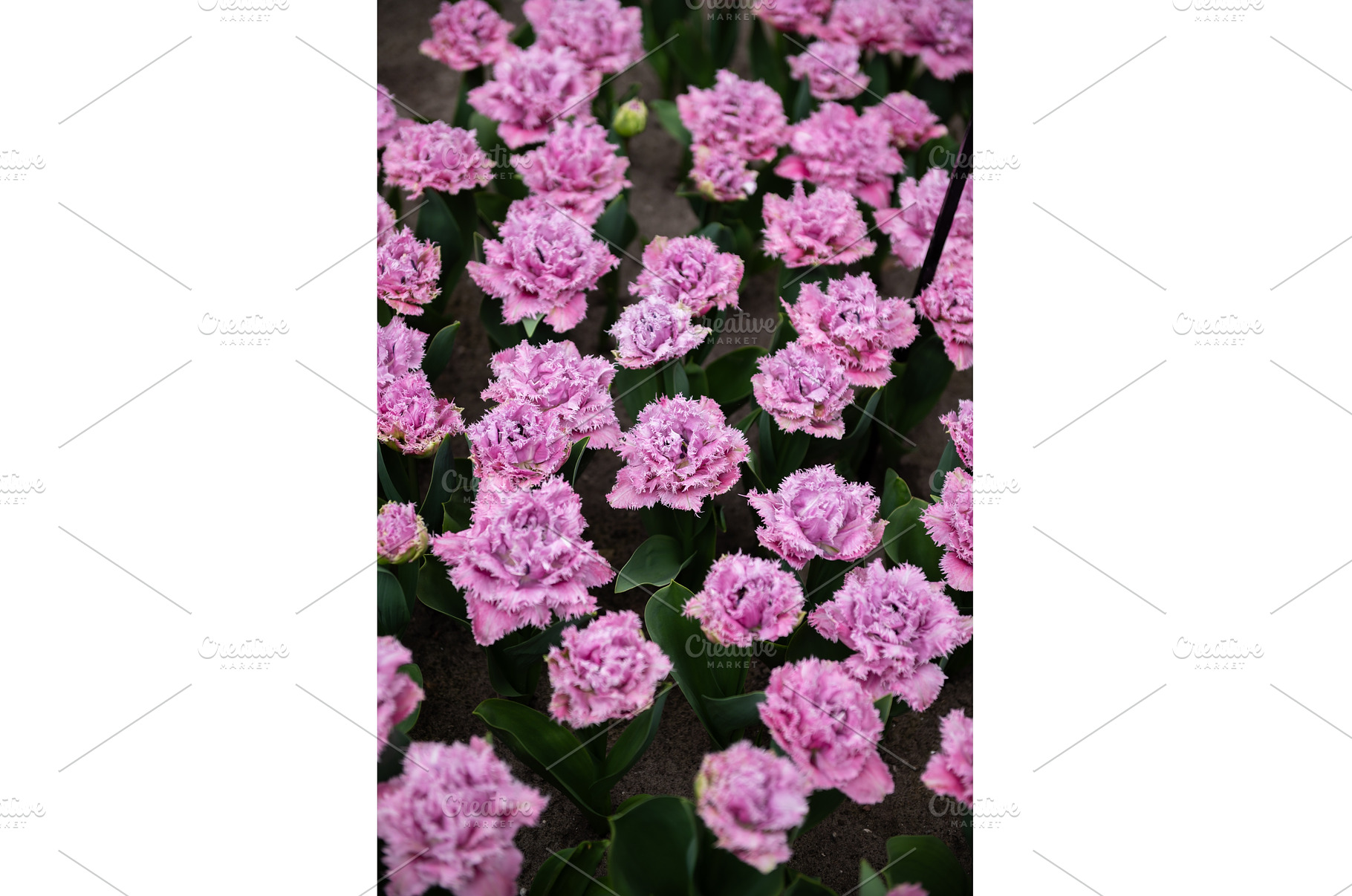 Flowerbeds of blossoming tulips, a Nature Photo by MAnuta