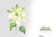 Watercolor white Poinsettia clipart, an Illustration by OlDm_Shop (Thumbnail 10 of 11)