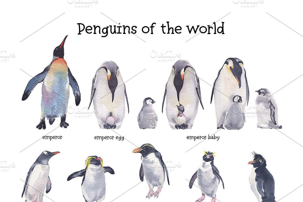 Penguins of de world watercolor set, an Animal Illustration by Art & Things (Photo 3 of 5)