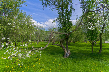 A blooming old apple tree with a bizarrely curved and twisted tr