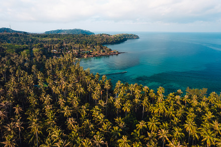 Coconut tree garden by the sea on the island, high angle view, a Nature Photo by Art Rachen