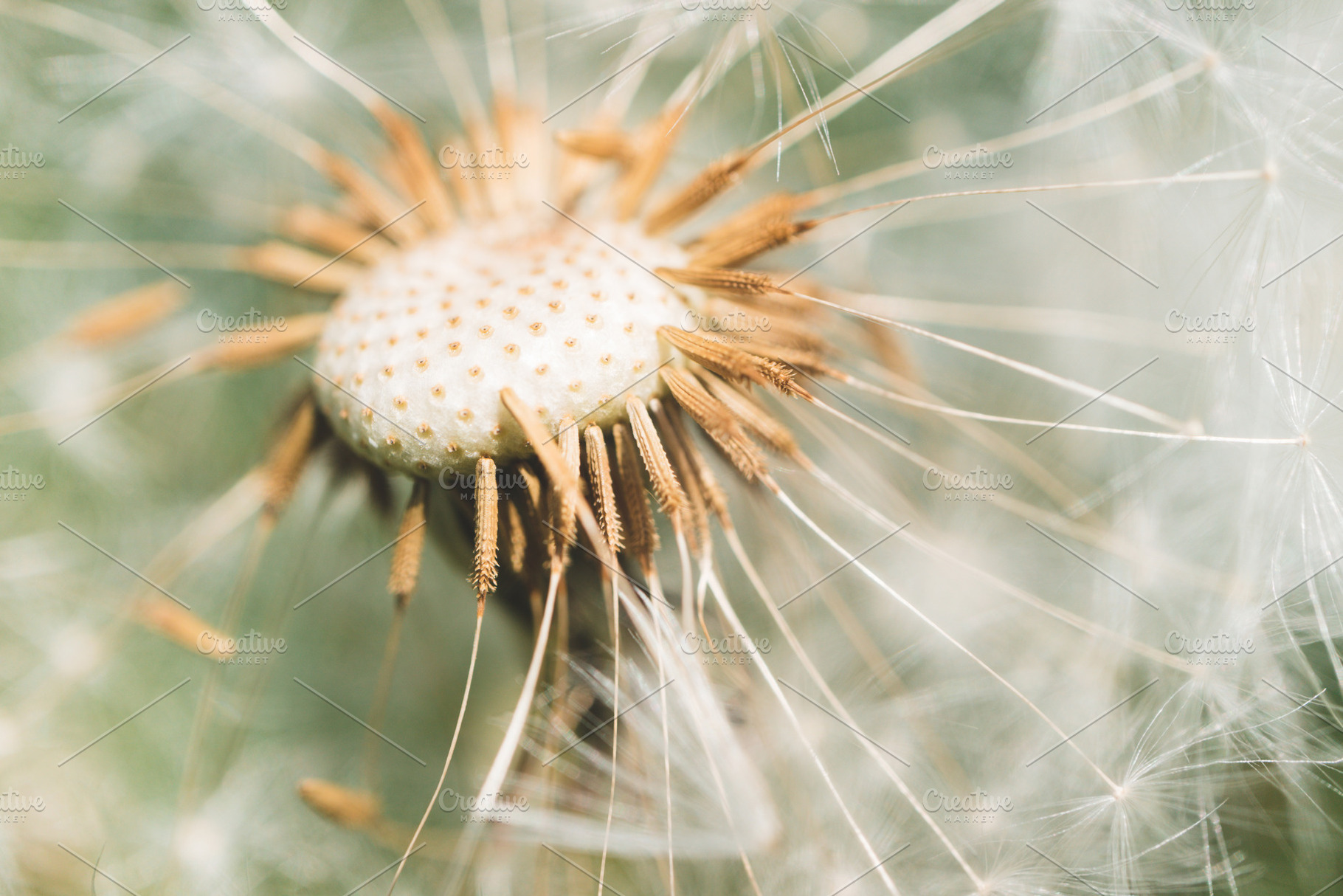 Dandelion flower with seed macro, a Nature Photo by LanaSweet