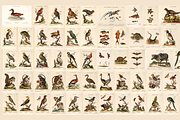 100+ Johann Michael Seligmann, an Animal Illustration by Digital Museum (Thumbnail 3 of 10)