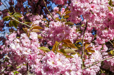 Japanese cherry blossom in spring. Macro view, a Nature Photo by GoodGoods