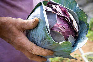 Farmer holding a freshly harvested red cabbage in the garden, a Food & Drink Photo by etorres69