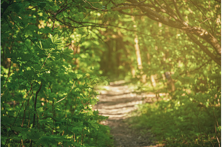 Summer green forest, a Nature Photo by Nature and travel