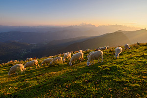 Sheep in the hills at sunset