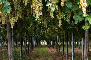 Dessert white grapes variety of gra containing grape, dessert, and fruits