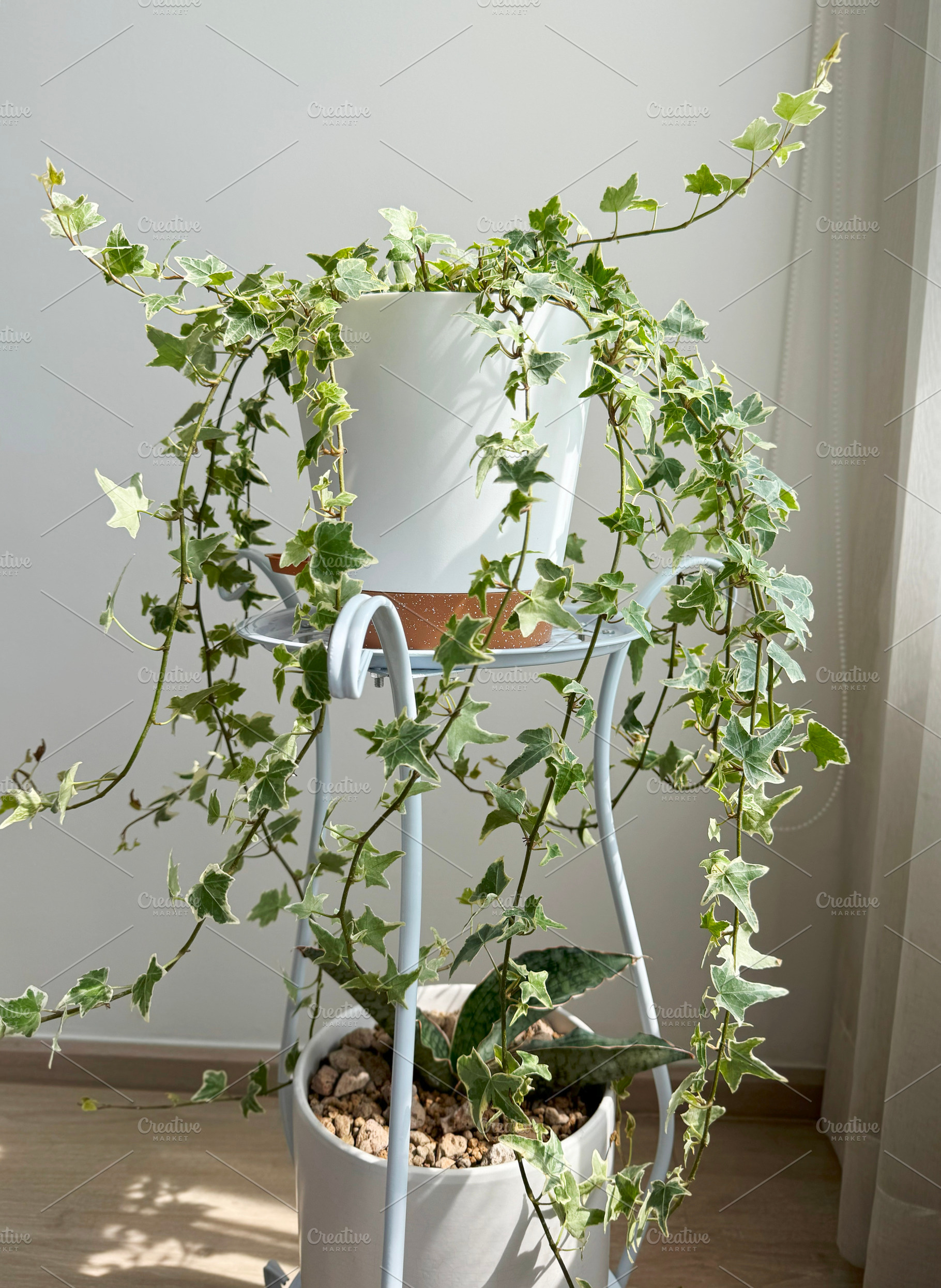 English ivy variegated, a Nature Photo by ArtBackground