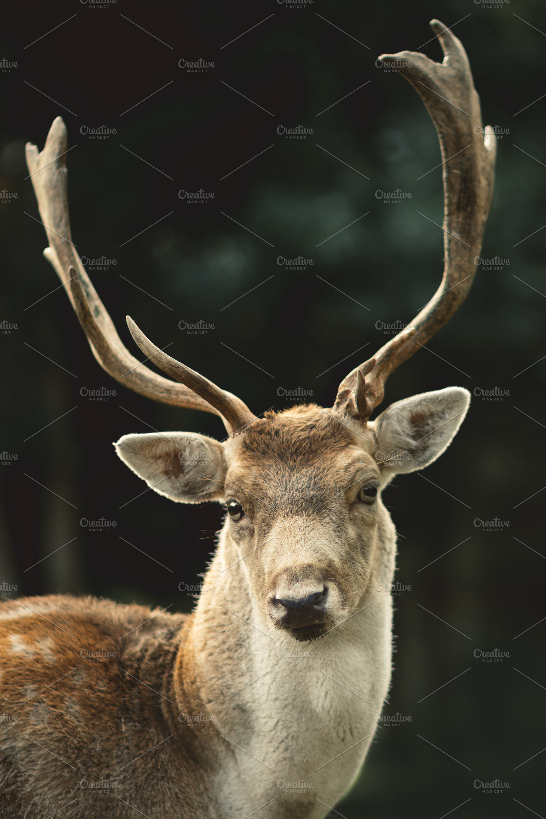 Minimalist Stag Antlers Portrait, an Animal Photo by René Jordaan Photography
