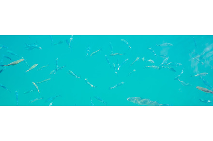 Blue transparent water with fish, a Nature Photo by Elizaveta Galitskaya