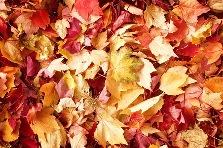 fall leaves background, an Abstract Photo by TrueMitra Designs