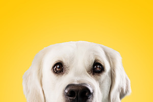 Pretty golden retriever dog with big dark eyes peeking and looking at camera ov, a Photo by Prostock-Studio
