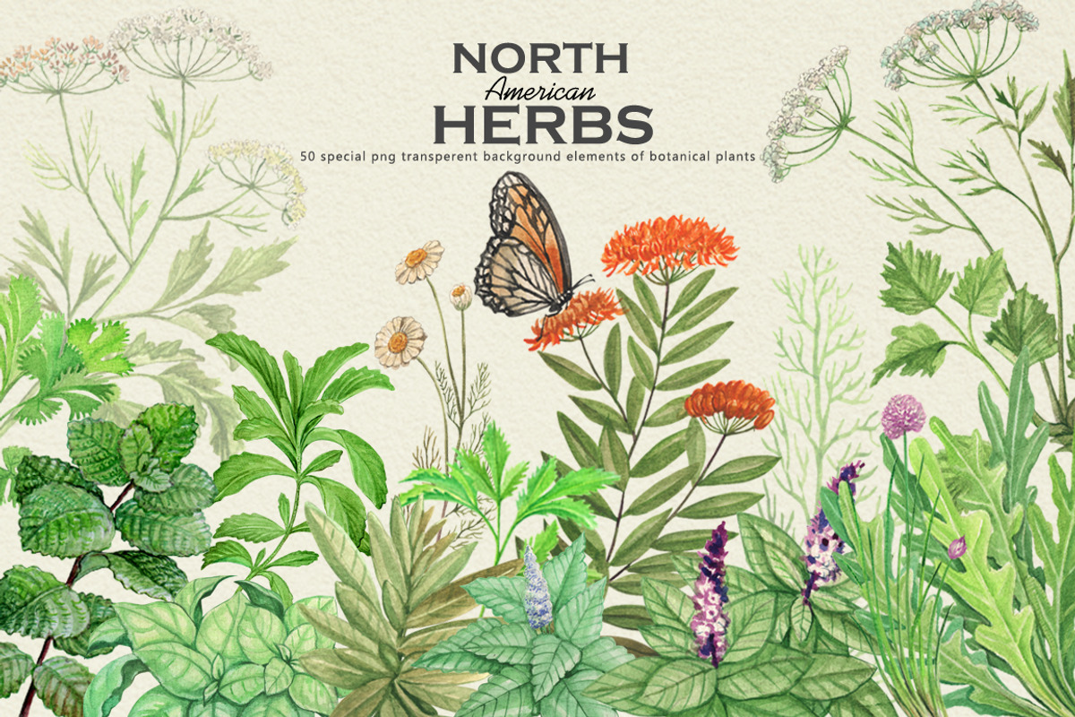 North American Herbs, a Food Illustration by Graphobia (Photo 1 of 21)