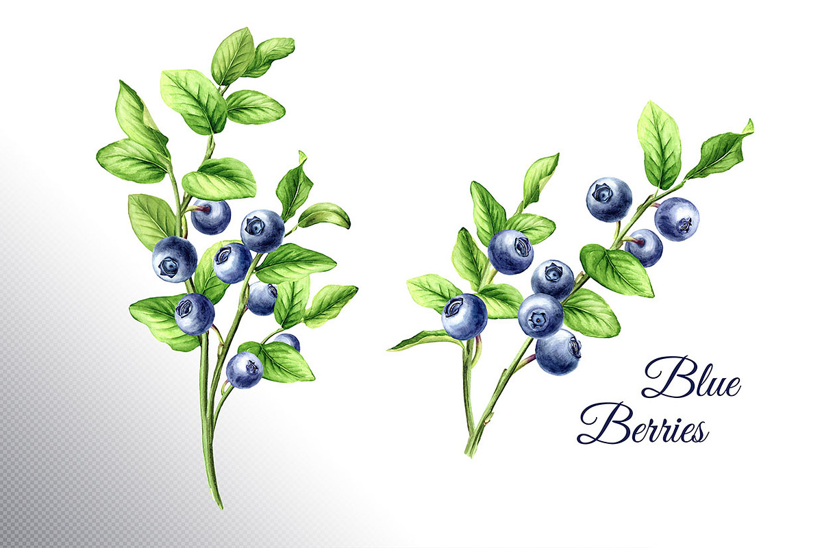 Blueberry. Watercolor collection, a Food Illustration by Daria Ustiugova (Photo 8 of 25)