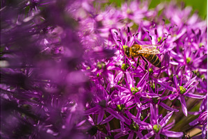 A lovely bee is sitting quietly on a, an Animal Photo by MadPhotos