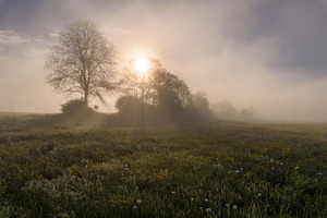 Sunrise on the meadow full of flowers