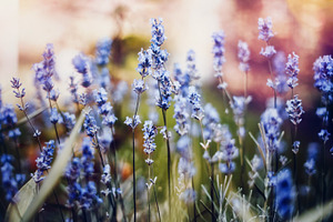 Close up lavender colorful mood