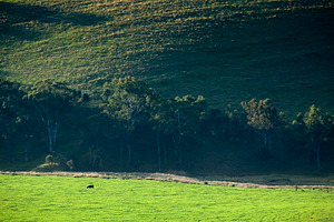 Cow in Field, a Nature Photo by THP Creative
