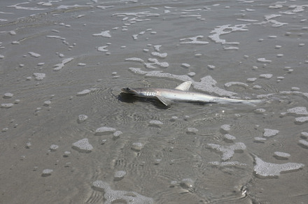 baby hammerhead shark, an Animal Photo by Viktor