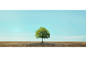 Lone tree with exposed roots in, a Nature Photo by piter.goskov
