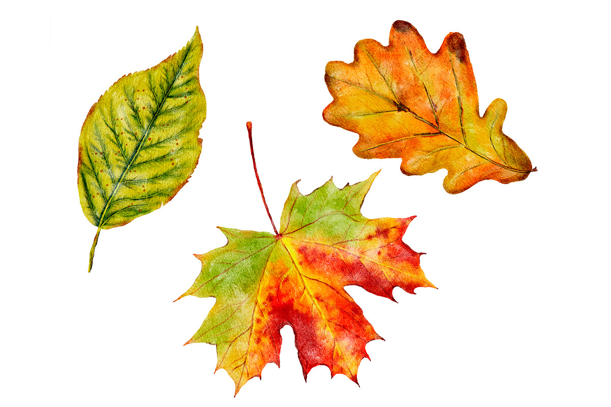 Watercolor autumn leaves clipart, a Seasonal Illustration by ArtfulStudio (Photo 5 of 7)