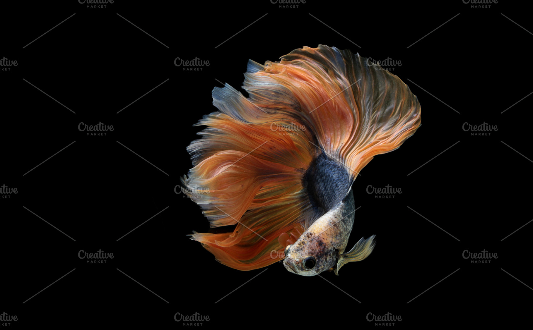 Siamese betta fish containing betta fish, betta, and salamander, an Animal Photo by coffeelover