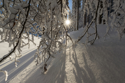 Winter fairytale in the forest, a Nature Photo by Dreamy Pixel
