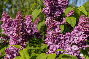 spring park with blooming red lilac flowers in the spring season close up, deta, a Photo by rsoollAI