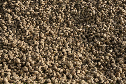 Large pile of sugar beets. Background of sugar beet root crop af