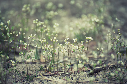 White spring flowers featuring spring, green, and forest, a Nature Photo by Nature and travel