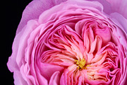 My Constance Rose III, a Nature Photo by M.Pellot Photography (Thumbnail 2 of 2)