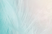 Pastel Feathers, an Abstract Photo by The Free Creatives (Thumbnail 1 of 2)