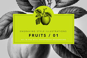 Fruit illustrations - engravings/01