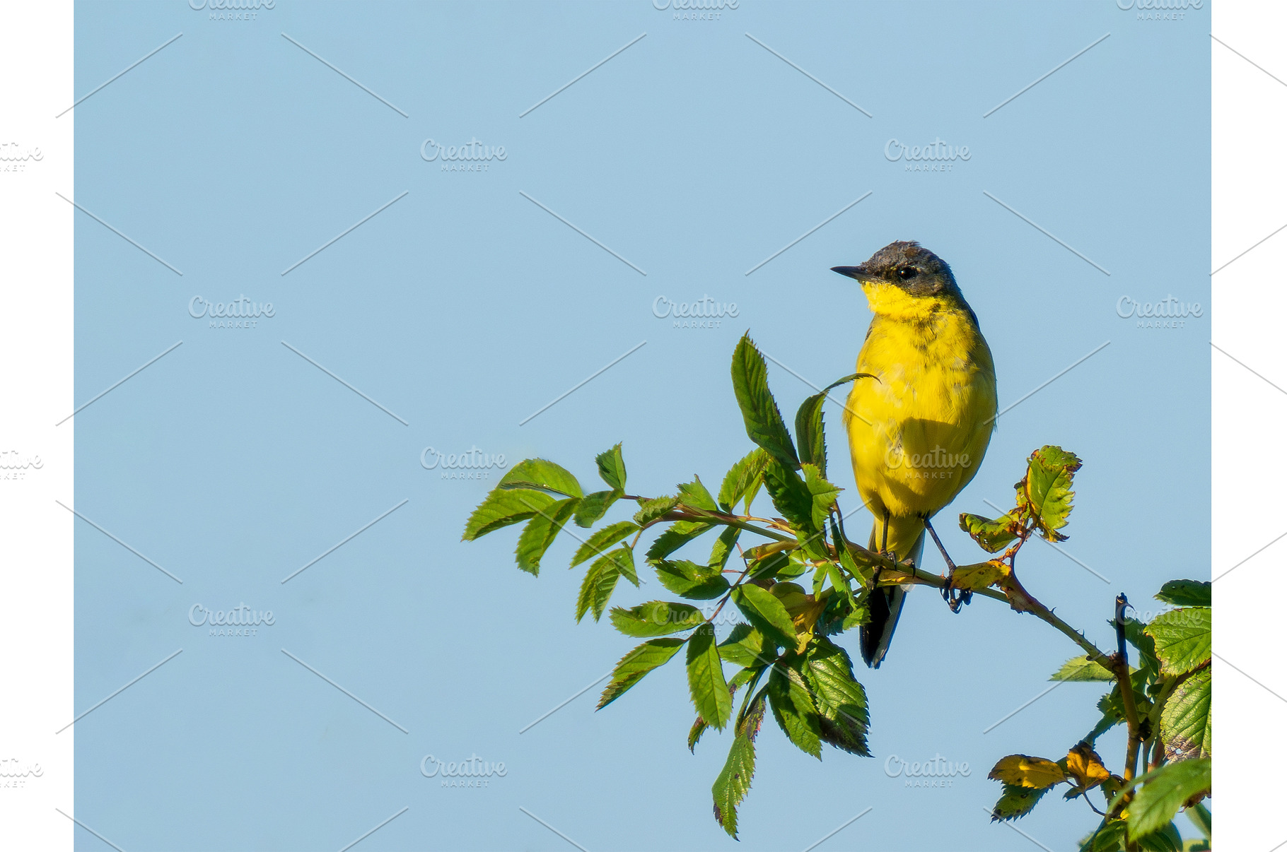 Western Yellow Wagtail perched on, an Animal Photo by Fascinadora