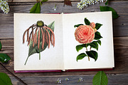 Vintage Pink Floral Boutique Clipart, a Seasonal Illustration by Patterns for Dessert (Thumbnail 2 of 5)