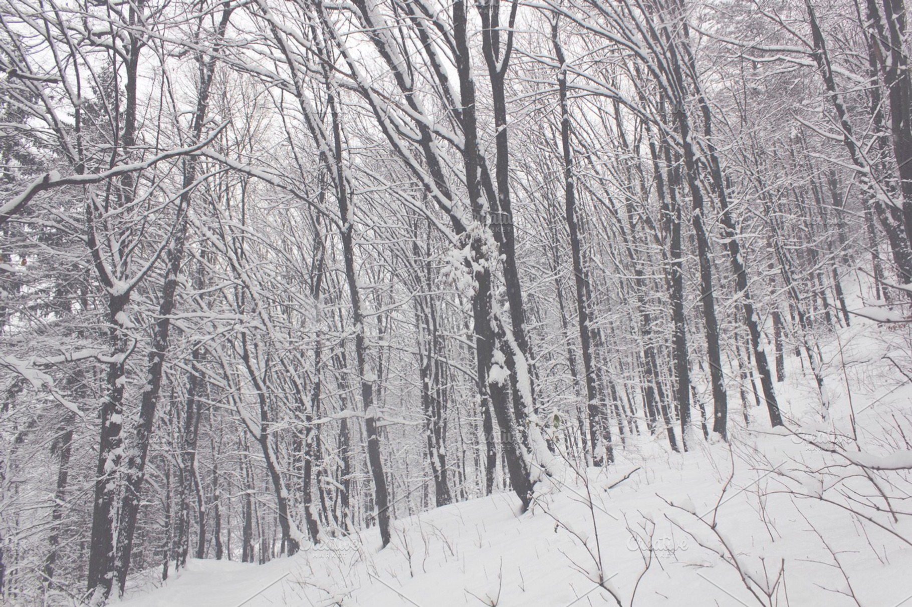 Snowy trees 01 containing snow, tree, and winter, a Nature Photo by Cherry Picked Photos