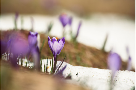 Spring crocus flowers in the snow, a Nature Photo by Nature and travel