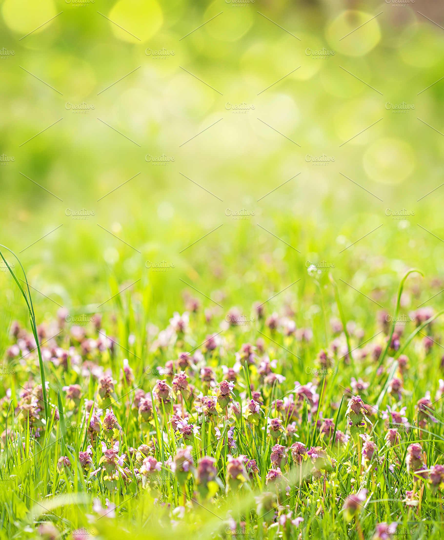 Sunny Spring Green Grass And Pink Fl