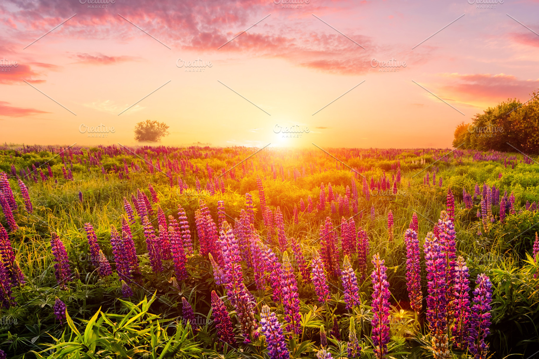 Majestic lupines field bathed in vibrant sunrise glow. A tranquil countryside s, a Nature Photo by Eugene_Photo