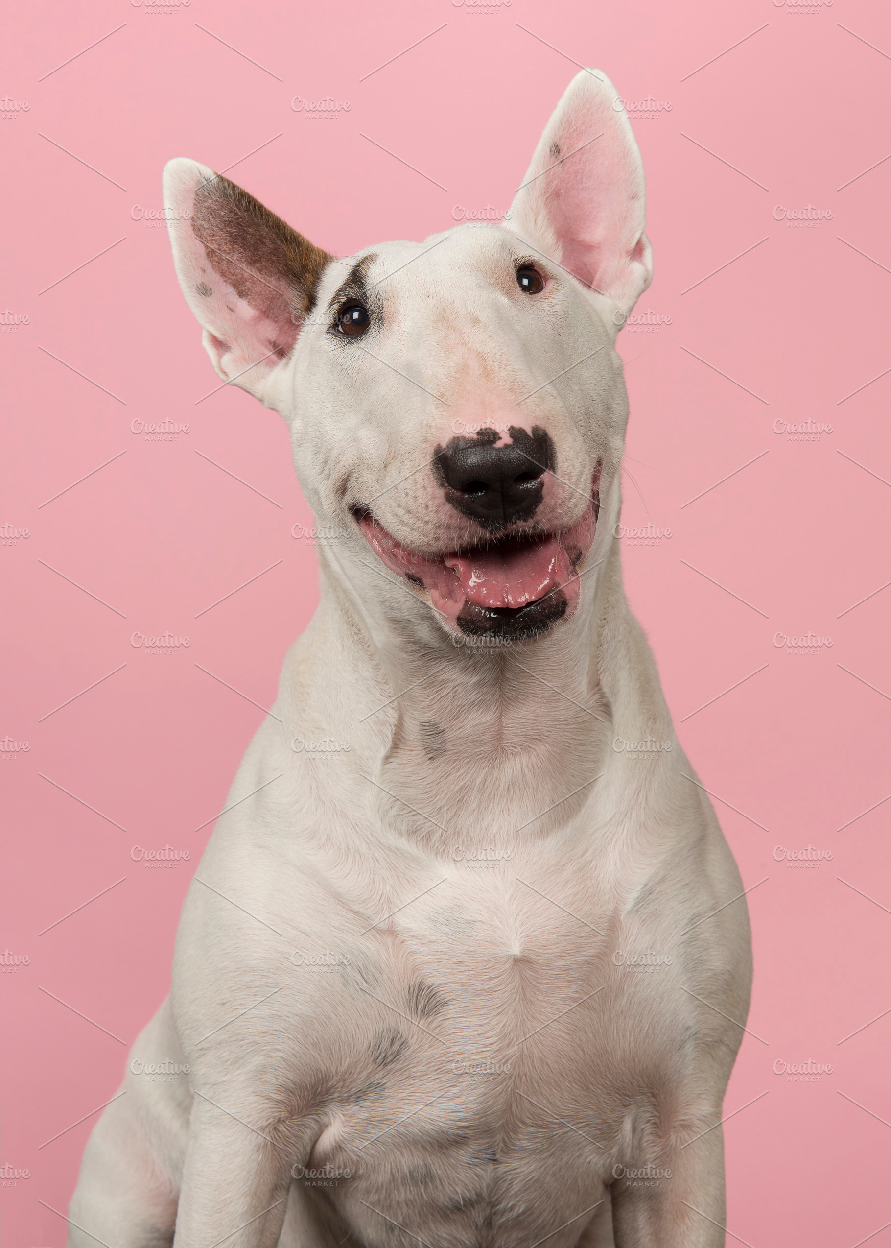 Bull terrier portrait on pink, an Animal Photo by Elles Rijsdijk