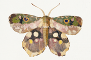 70 Watercolor Luna Moth Clipart, an Animal Illustration by Digital Museum (Thumbnail 7 of 7)
