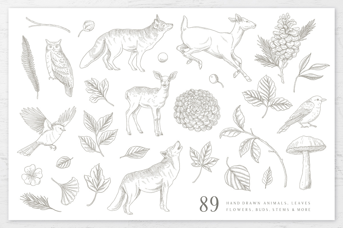 Woodland Wonders: 2 in 1 Graphic Set, a Decorative Illustration by rouxsupplyco (Photo 6 of 32)