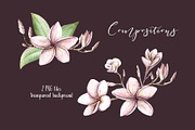 Frangipani Floral Watercolor Clipart, a Decorative Illustration by Sha1nee (Thumbnail 5 of 5)