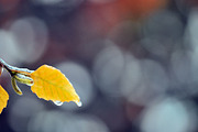 WINTERS FROST PHOTO BUNDLE, a Nature Photo by KABSPHOTOGRAPHY (Thumbnail 8 of 8)