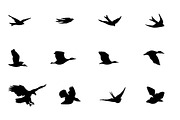 Rustic Animals Clipart - AI PNG EPS, an Animal Illustration by BirDIY Design (Thumbnail 7 of 8)