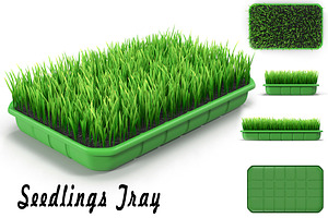 Seedlings Tray 4